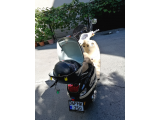 Falcon Cooper 50 cc Az kullanılmış garaj motoru - 2. fotoğraf